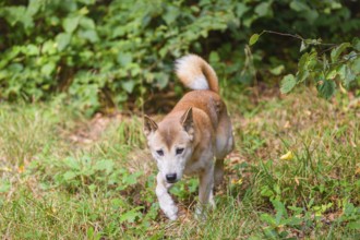 One New Guinea singing dog or New Guinea Highland dog (Canis hallstromi) (Canis dingo hallstromi,