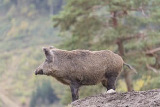 An adult female wild boar (Sus scrofa)stands observing on a small hill. A forest can be seen in the