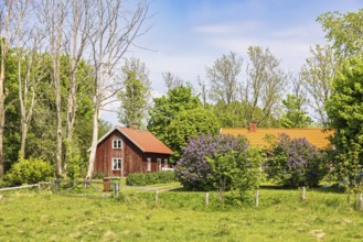 Idyllic red cottage in the countryside with blooming lilac bushes in the garden a sunny summer day,