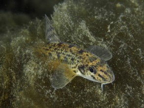 A spotted gudgeon (Gobio gobio) moving across the algae-covered bottom, dive site Zollbrücke,