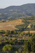 Tuscan landscape, country estate with vineyards, forests, olive trees and cypresses in Chianti,