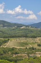 Tuscan landscape, country estate with vineyards, forests, olive trees and cypresses in Chianti,