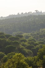 Tuscan landscape, country estate with, pine forests and cypress trees in Chianti, Chianti Region,