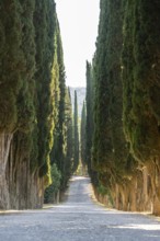 Cypress trees growing beside a little trail, Tuscan landscape, Chianti Region, Tuscany, Italy,