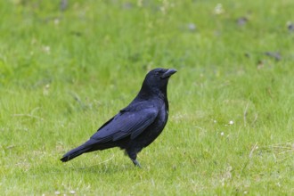 Carrion Crow (Corvus corone corone), adult bird standing on a field, alert, Hesse, Germany, Europe