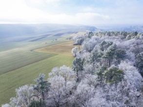 Winter fields with a neighbouring snowy forest and clear sky, Gechingen, Calw district, Black