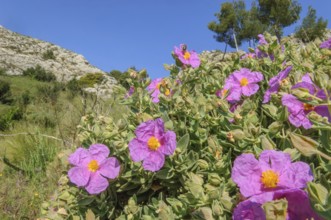 Cotton rock rose (Cistus albidus) in early summer in Skrubland, purple flowers with a blue sky in