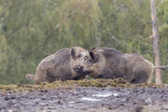 Two adult male wild boars (Sus scrofa) fight in a dry clearing. In the background you can see a