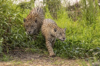 Jaguar (Panthera onca), 2 males in riparian vegetation, Pantanal, Brazil, South America