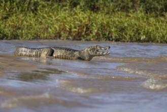 Spectacled caiman (Caiman yacare), lying on a sandbank by the river, Pantanal, Brazil, South