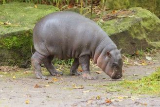 A baby pygmy hippopotamus (Choeropsis liberiensis) stands on a riverbank