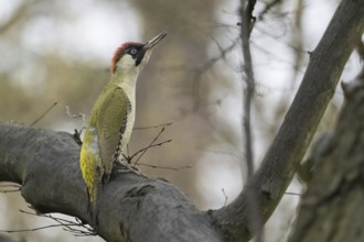 A green woodpecker (Picus viridis) sitting attentively on a branch in the forest, courtship