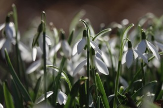 Snowdrops (Galanthus), February, Germany, Europe