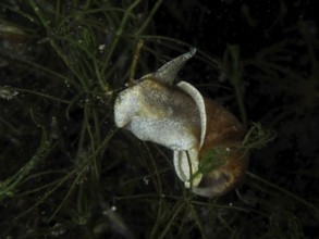 A river cover snail, Viviparus viviparus (Viviparus viviparus) between aquatic plants, Wildsau dive