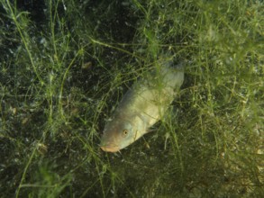 A tench (Tinca tinca) hiding among aquatic plants, Wildsau dive site, Berlingen, Lake Constance,