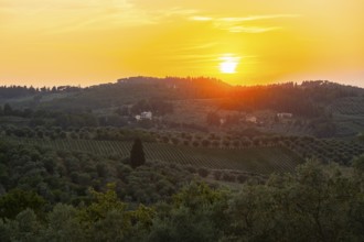 Tuscan landscape at sunset, country estate with olive trees in Chianti, Chianti Region, Tuscany,