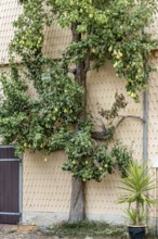 Pear tree on house wall, ripe pears (Pyrus), espalier fruit, historic old town, Michelstadt,