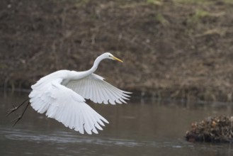 An egret (Ardea alba) flies elegantly over a river near the shore, Hesse, Germany, Europe