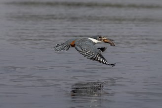 Red-breasted Kingfisher (Megaceryle torquata), flying with caught fish, Rio Claro, Pantanal,