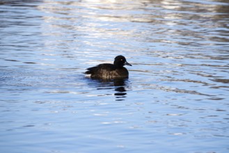 Tufted Duck, Winter, Saxony, Germany, Europe