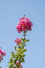 Blossom of a crepe myrtle (Lagerstroemia indica) in Chianti, Chianti Region, Tuscany, Italy, Europe