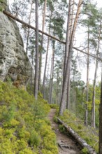 Hiking trail in the Kirnitzschklamm gorge, Sebnitz, Saxon Switzerland, Saxony, Germany, Europe