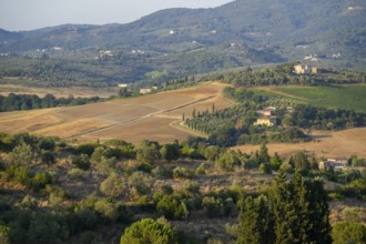 Tuscan landscape, country estate with vineyards, forests, olive trees and cypresses in Chianti,