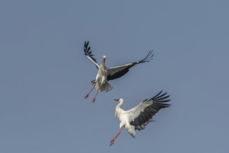 Two white storks (ciconia ciconia) fighting in flight. Lower Rhine, Alsace, France, Europe