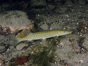 Pike (Esox lucius) swimming over a sandy underwater bottom, dive site Zollbrücke, Rheinau, Canton