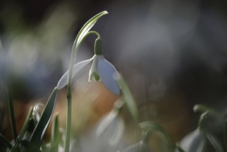 Snowdrops (Galanthus), February, Germany, Europe