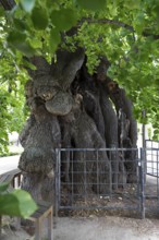 Very old summer lime tree (Tilia platyphyllos) in the churchyard of the Emmaus Church in Kaditz,