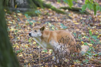 One New Guinea singing dog or New Guinea Highland dog (Canis hallstromi) (Canis dingo hallstromi,