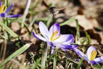 Crocus blossom and dove tail, February, Germany, Europe