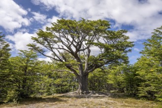 Speaking tree, Pampa Alta hiking trail, Tierra del Fuego National Park, National Route 3, Ushuaia,