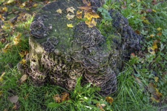 Tree fungus, Butterfly Trametes (Trametes versicolor), Bavaria, Germany, Europe