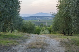 Trail going through Olive trees growing in the tuscan landscape at sunset, Chianti Region, Tuscany,