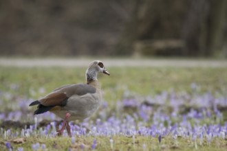 A Nile Goose (Alopochen aegyptiacus) walks across a meadow with flowering crocuses in spring light,