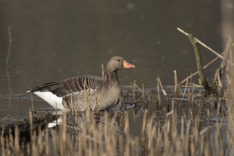 Greylag goose (Anser anser) swimming on a pond in a nature reserve. Lower Rhine, Alsace, France,