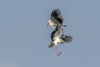 Two white storks (ciconia ciconia) fighting in flight. Lower Rhine, Alsace, France, Europe