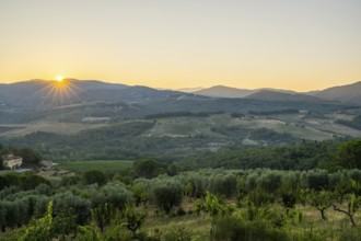 Tuscan landscape at sunrise, country estate with vineyards, forests, olive trees and cypresses in