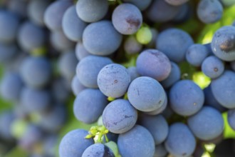 Red grapes growing in a vineyard in Chianti, Chianti Region, Tuscany, Italy, Europe