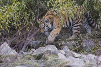 One young Siberian Tiger, Panthera tigris altaica walking out of dense green vegetation