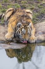 One young Siberian Tiger, Panthera tigris altaica drinking water from a pond. Front view with