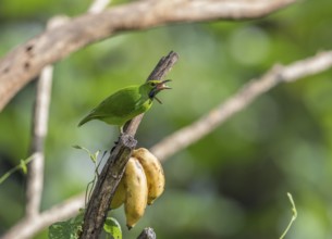 Golden-fronted Leafbird (Chloropsis aurifrons), Kaeng Krachan National Park, Thailand, Asia