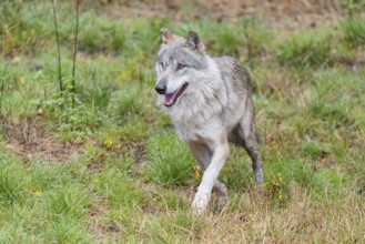 An adult Eurasian grey wolf (Canis lupus lupus) runs across a green meadow