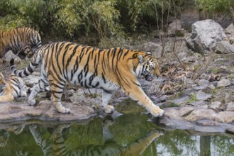 One Siberian Tiger, Panthera tigris altaica walking along small creek, green vegetation in the