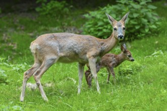 Roe deer (Capreolus capreolus), doe and a fawn standing in a meadow, Germany, Europe