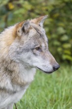 Portrait of a male grey wolf (Canis lupus lupus)