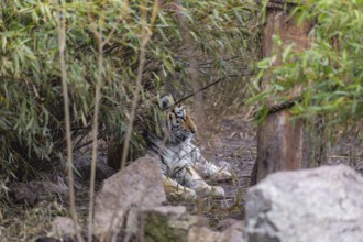 Female adult Siberian Tiger, Panthera tigris altaica, resting in dense green vegetation