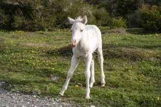 White foal, Tierra del Fuego National Park, National Route 3, Ushuaia, Tierra del Fuego Province,